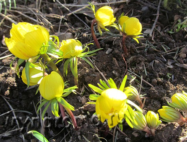 Эрантис або весенник — перші весняні квіти.