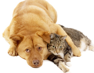Конюнктивіт у кішок і собак. Головне в лікуванні знайти професійного ветеринарного лікаря