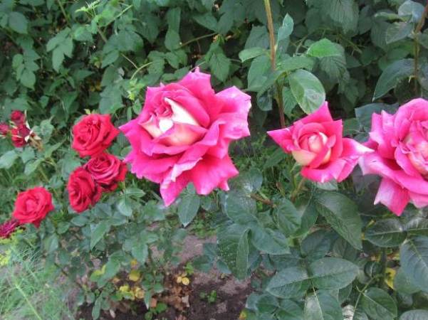 Посадка троянди навесні у відкритий грунт.