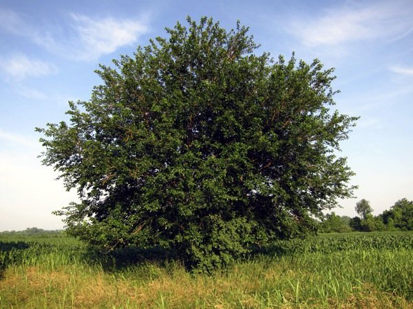 Шовковиця або шовковичне дерево, конспект заняття з рідної природи у старшій групі