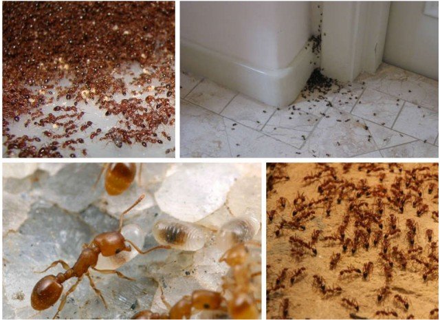 Як позбутися від мурашок в будинку: 13 простих способів