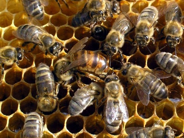 Бджоли, конспект заняття по ознайомленню з природою для старшої групи