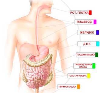 Профілактика кишечника і шлунково кишкового тракту. Лікування ШКТ.