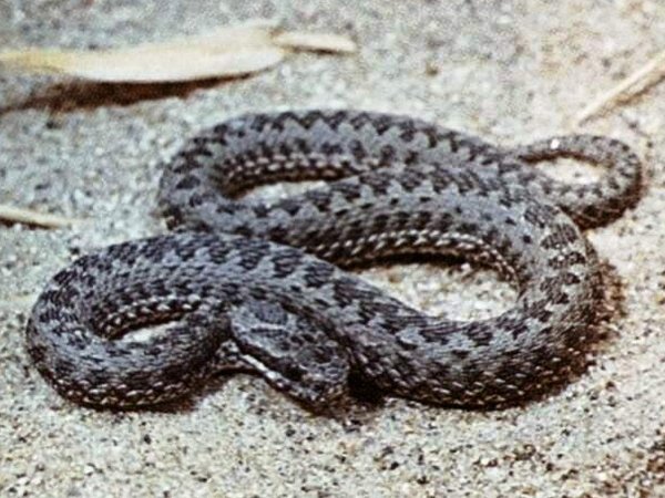 Змії, конспект заняття по ознайомленню з природою