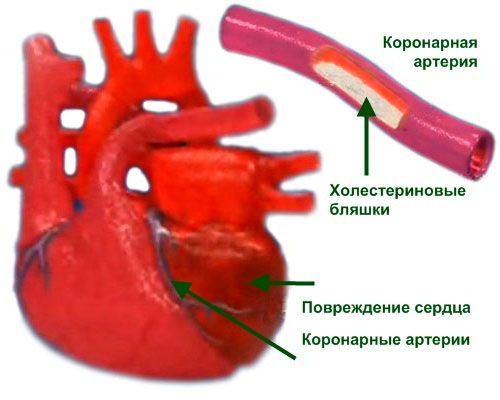 Як працює серце людини