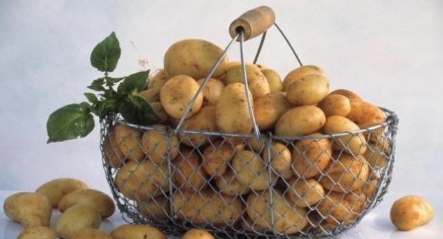 Картопляна міль: як боротися, ніж шкідлива і як з нею боротися