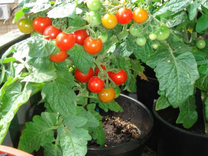 Чому в теплиці томати починають жирувати