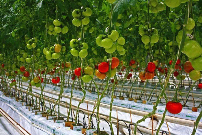 Як проводиться догляд за томатами в теплиці в серпні: особливості та нюанси