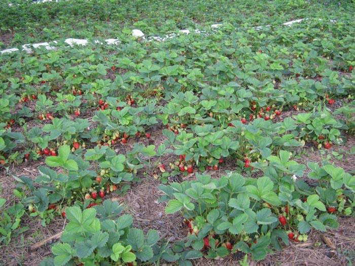 Агротехніка вирощування полуниці в теплиці: норми і правила