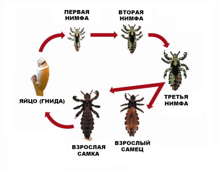 Як виглядають воші: фотогалерея