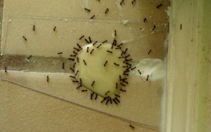 Народні засоби від домашніх мурашок: огляд популярних засобів, правила використання, переваги і недоліки, оцінка ефективності, відео