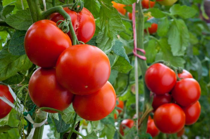 Ознаки дозрівання і збирання врожаю тепличних томатів