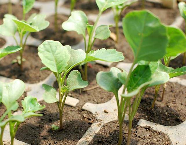 Вибір сорту і особливості вирощування капусти броколі в теплиці