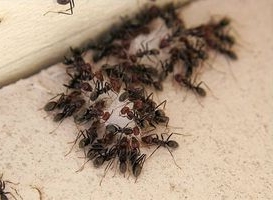 Борна кислота від мурах: рецепт приготування, особливості застосування, відгуки