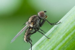 Як розпізнати цибульну муху в теплиці і боротися з нею