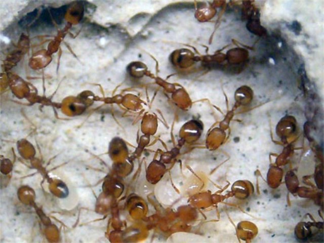 Засіб від мурах у квартирі: види і способи боротьби, кращі методи, корисні поради, інструкція як вивести своїми руками
