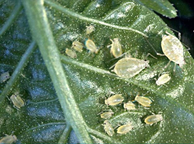 Характеристика та особливості вирощування тепличної китайської капусти