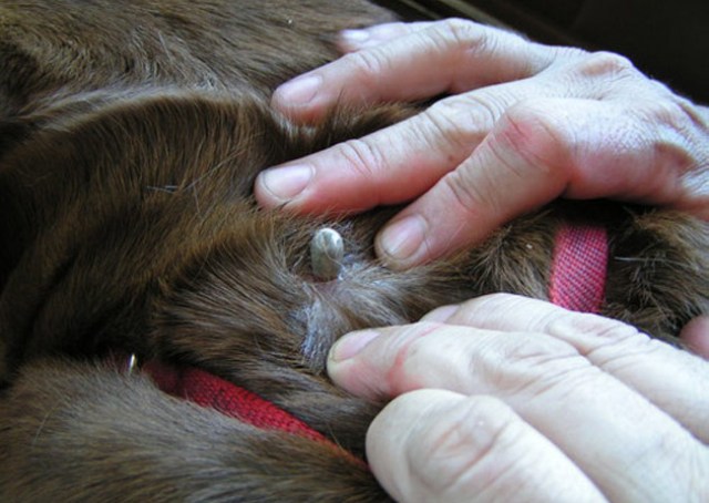 Засіб від кліщів для собак: яке краще та більш ефективно, інструкція, як позбавити собаку від кліщів