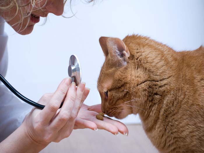 Засоби від бліх для кішок: яке найкраще і найефективніше, як позбавитися, ліки, препарати, профілактика, інструкція, відео
