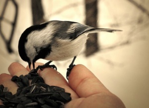 Що можна і що не можна годувати птахів взимку