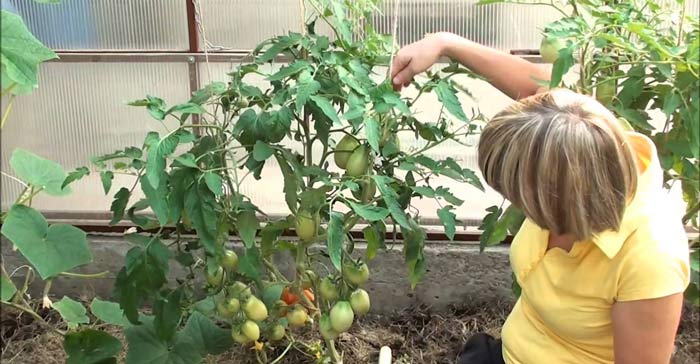 Сорти ранніх томатів: переваги та правила догляду