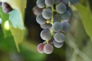 Виноградне вино в домашніх умовах, як приготувати