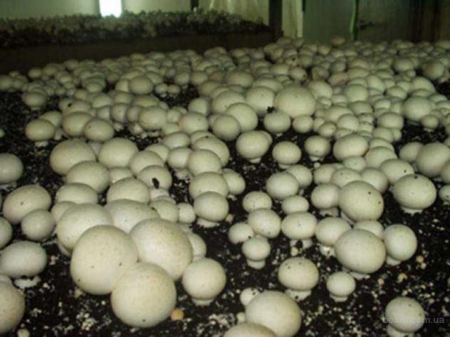 Як правильно посадити і виростити гриби в теплиці