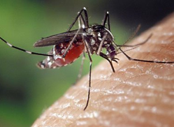 Укус малярійного комара: зовнішні ознаки, симптоми, можливі наслідки, перша допомога, думка фахівців, фото