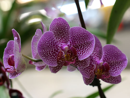 Орхідея фаленопсис в домашній теплиці: правила облаштування та догляду за рослиною