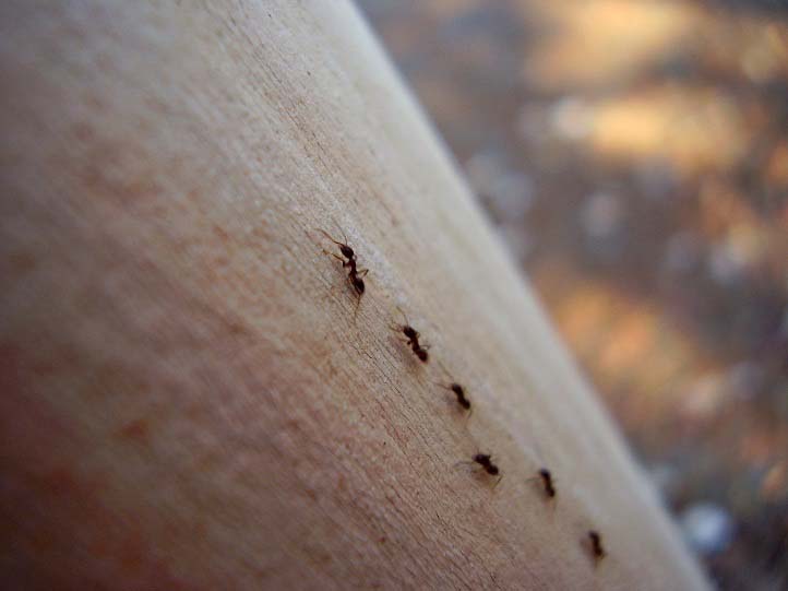 Прозорі мурахи: звідки беруться, ніж їх шкода, методи позбавлення, профілактичні заходи, фото
