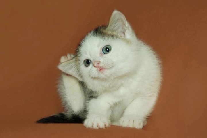 Краплі для кошенят від бліх «Фронтлайн»:інструкція, показання,дозування, протипоказання, запобіжні заходи, відгуки