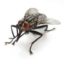Ефективний засіб від мух: скільки живуть, як вивести, який наносять шкоду і як від них позбавитися