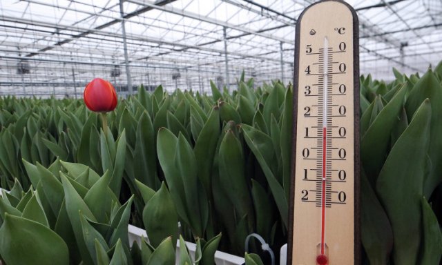 Особливості вирощування тюльпанів в теплиці: посадка і догляд