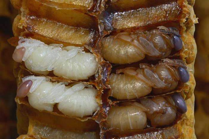 Бджолині личинки: зовнішній вигляд, стадії розвитку, чим харчуються, користь, рецепти, відео