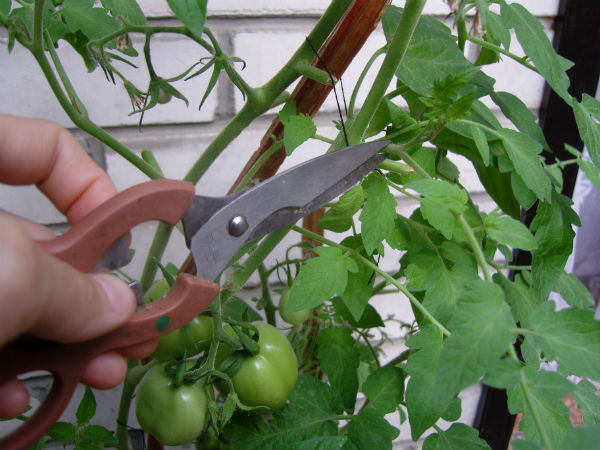 Навіщо і як правильно пасинкувати томати