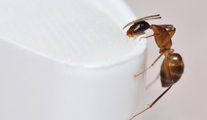 Як вивести мурах: шляхи проникнення в квартиру, види препаратів та їх використання, народні методи, про важливість профілактики, відео