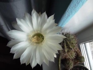 Квітучий кактус: фото і моя історія – як змусити цвісти