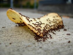Отрута від мурах у квартирі: шкода від домашніх мурашок, самостійне виготовлення отрути, огляд покупних коштів, поради фахівців, відео