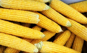 Як і скільки потрібно варити кукурудзу в качанах – традиційний і швидкий рецепти