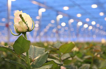Технологія вирощування троянд в теплиці