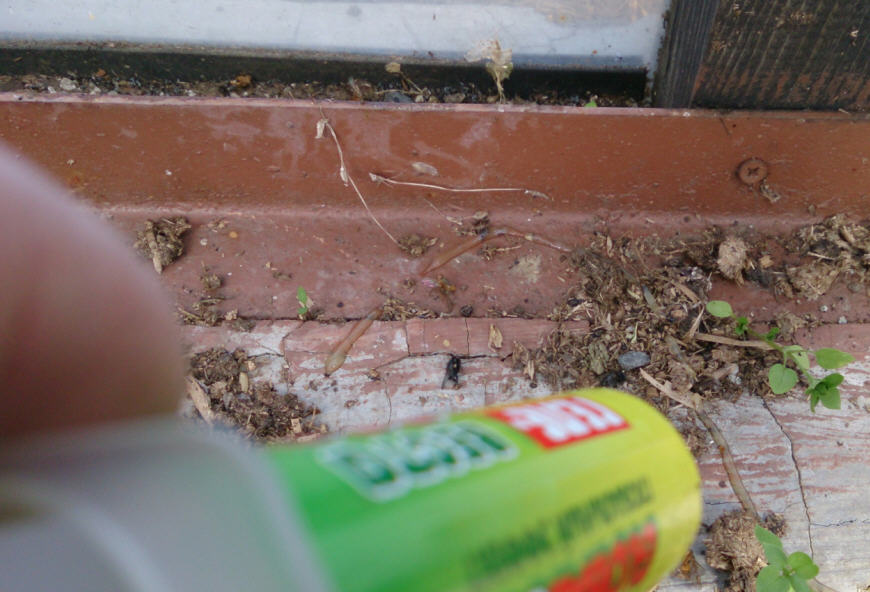 Гель від мурах: раптор, види, переваги, ефективність