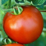 Як виростити розсаду помідорів в домашніх умовах
