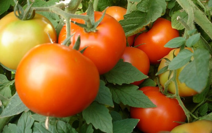 Як правильно доглядати за тепличними помідорами в липні