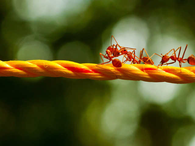 Як позбутися від дрібних мурах у квартирі: методи боротьби, кращі засоби