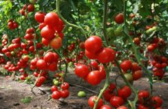 Як проводиться догляд за томатами в теплиці в серпні: особливості та нюанси