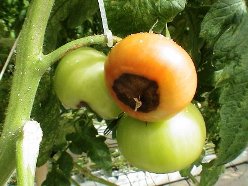Види гнилі на тепличних томатах і способи боротьби з грибковим ураженням