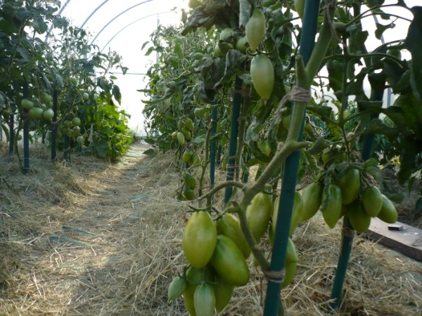Як вибрати і виростити високорослі сорти помідорів в теплиці