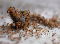 Пастки від мурах у квартирі: характеристика та принцип дії, популярні марки, переваги і недоліки, відгуки споживачів, відео