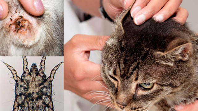 У кота кліщ: що робити, засоби для кішок, ознаки, види локалізації, лікування