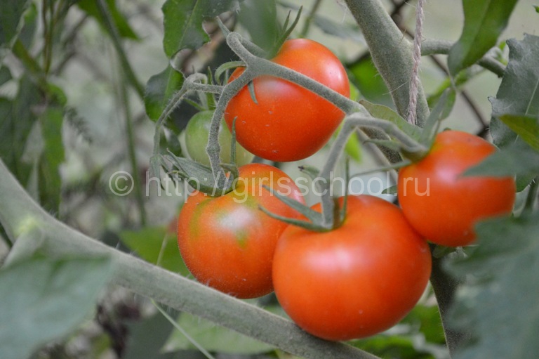 Як виростити розсаду помідорів в домашніх умовах